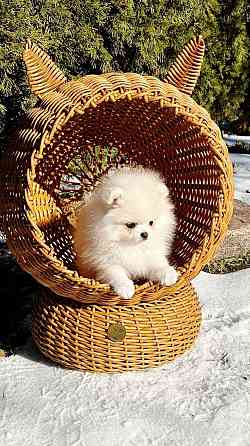 Девочка Померанского Шпица Донецк