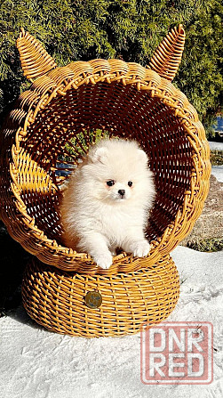 Девочка Померанского Шпица Донецк - изображение 2