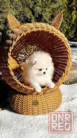 Девочка Померанского Шпица Донецк - изображение 1