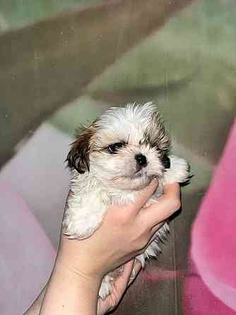 Мини ши-тцу Донецк