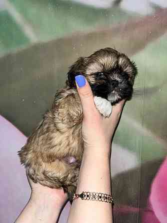 Мини ши-тцу Донецк