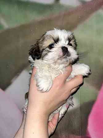 Мини ши-тцу Донецк