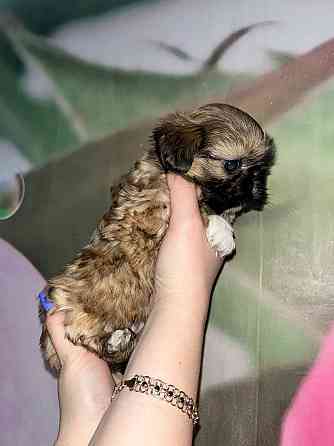 Мини ши-тцу Донецк