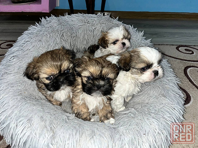 Мини ши-тцу Донецк - изображение 1