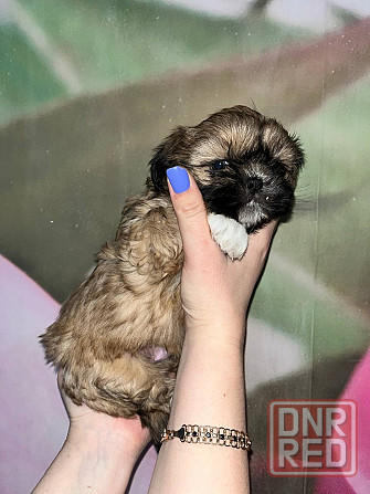 Мини ши-тцу Донецк - изображение 6