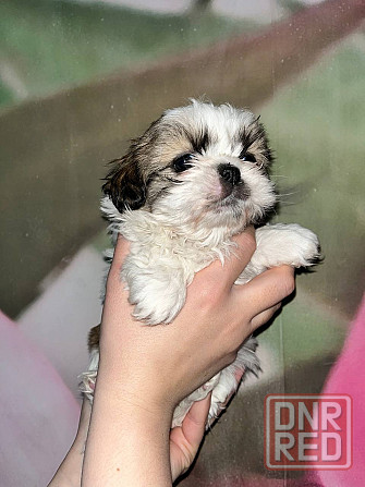 Мини ши-тцу Донецк - изображение 4