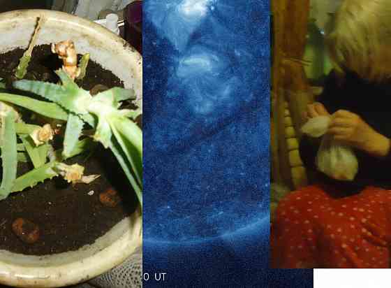 Елена Симонян, а.м. Фрекенбок Донецк