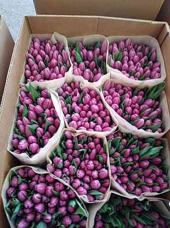 Тюльпаны к 8 марта Донецк, Макеевка. Опт, розница Донецк