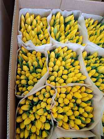 Тюльпаны к 8 марта Донецк, Макеевка. Опт, розница Донецк