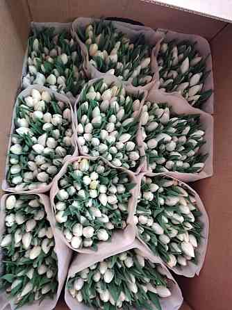 Тюльпаны к 8 марта Донецк, Макеевка. Опт, розница Донецк