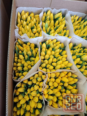 Тюльпаны к 8 марта Донецк, Макеевка. Опт, розница Донецк - изображение 5