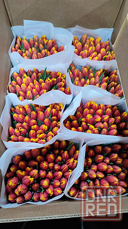 Тюльпаны к 8 марта Донецк, Макеевка. Опт, розница Донецк - изображение 1