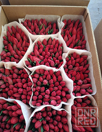 Тюльпаны к 8 марта Донецк, Макеевка. Опт, розница Донецк - изображение 2