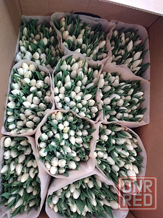 Тюльпаны к 8 марта Донецк, Макеевка. Опт, розница Донецк - изображение 4