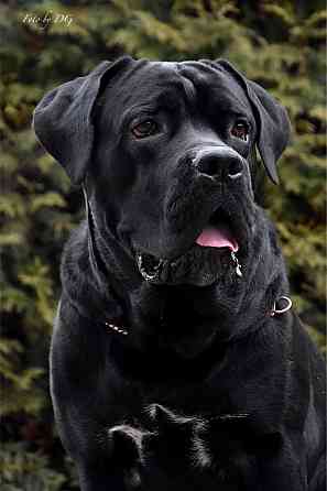 Кобель Кане-корсо на вязку Донецк