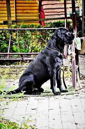 Кобель Кане-корсо на вязку Донецк