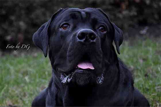 Кобель Кане-корсо на вязку Донецк