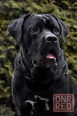 Кобель Кане-корсо на вязку Донецк - изображение 1