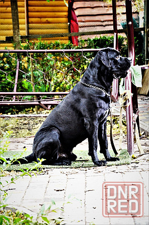 Кобель Кане-корсо на вязку Донецк - изображение 2