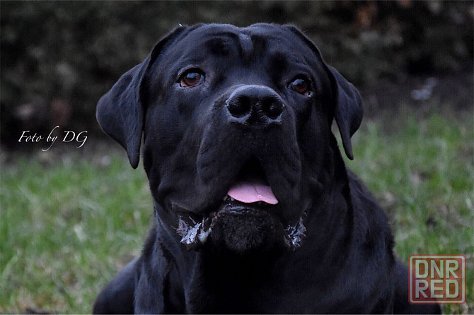 Кобель Кане-корсо на вязку Донецк - изображение 3