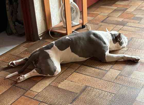 Кобель Стафф на вязку Горловка