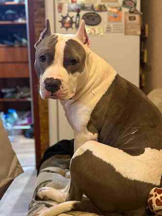 Кобель Стафф на вязку Горловка