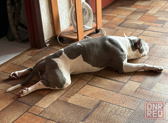 Кобель Стафф на вязку Горловка - изображение 3