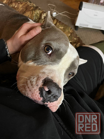 Кобель Стафф на вязку Горловка - изображение 2