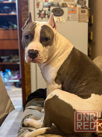 Кобель Стафф на вязку Горловка - изображение 1