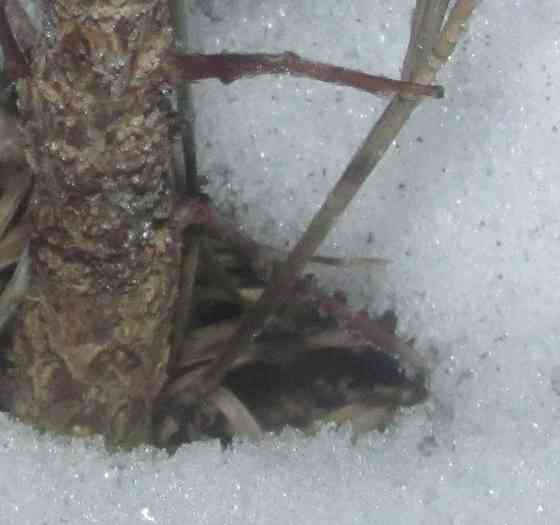 Там шумят дерева, "Керхерс"> Донецк