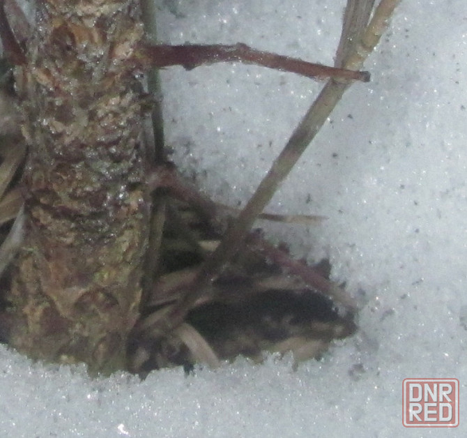 Там шумят дерева, "Керхерс"> Донецк - изображение 1