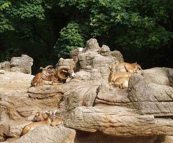 Шо мёртвые Зоо, такой сумке Донецк