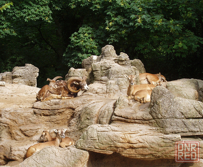 Шо мёртвые Зоо, такой сумке Донецк - изображение 1