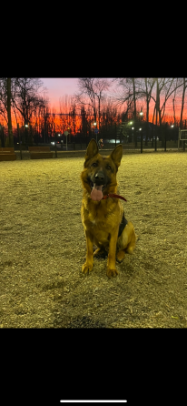 кобель ищет девочку Донецк