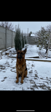 кобель ищет девочку Донецк