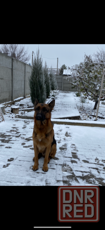 кобель ищет девочку Донецк - изображение 2