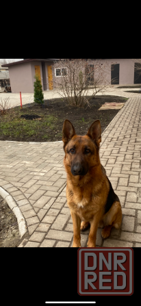 кобель ищет девочку Донецк - изображение 1