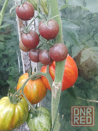 Семена коллекционного томата Индиго Роуз. Макеевка - изображение 1