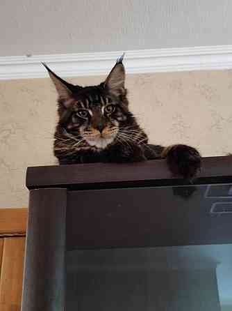 котята мейн кун Донецк