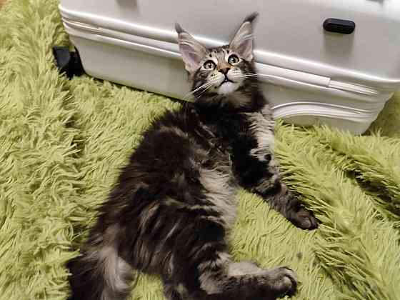 котята мейн кун Донецк