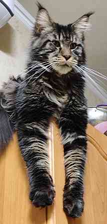 котята мейн кун Донецк