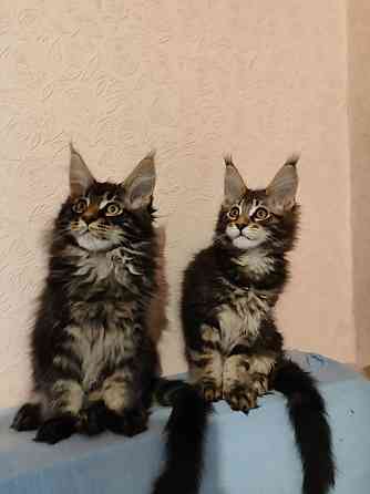 котята мейн кун Донецк