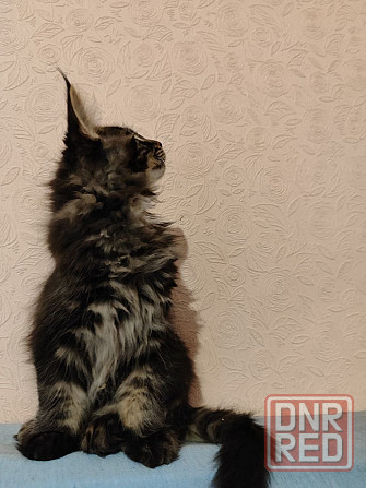 котята мейн кун Донецк - изображение 1