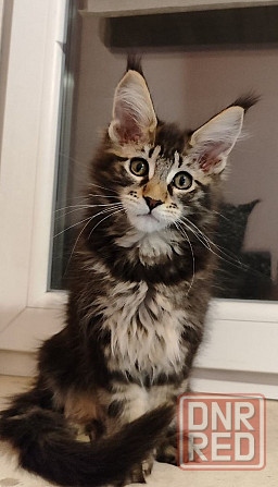 котята мейн кун Донецк - изображение 2