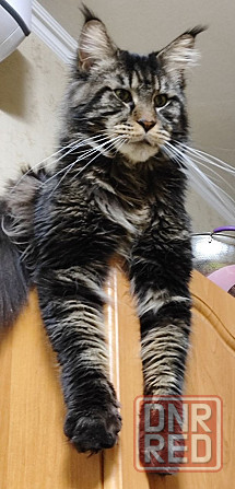 котята мейн кун Донецк - изображение 4