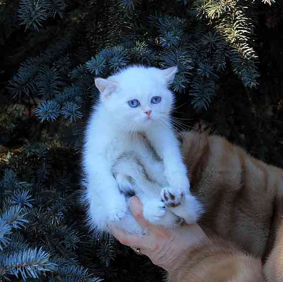 Синеглазка, Британская шиншилла в окнасе колор пойнт Макеевка