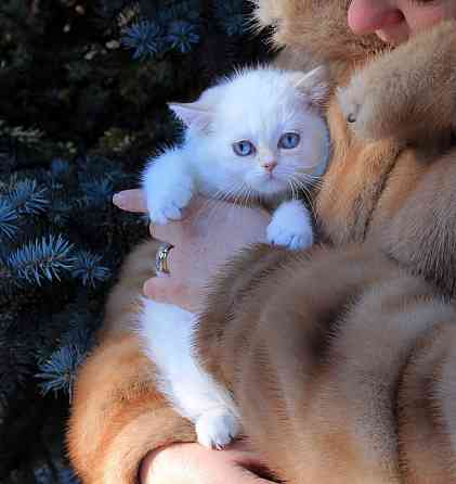 Синеглазка, Британская шиншилла в окнасе колор пойнт Макеевка
