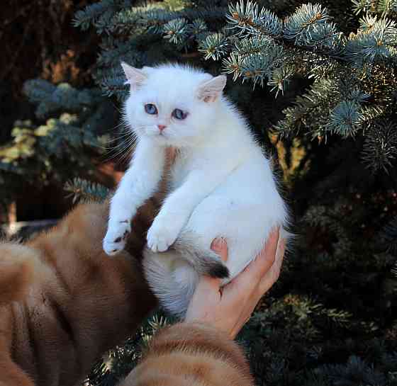 Синеглазка, Британская шиншилла в окнасе колор пойнт Макеевка