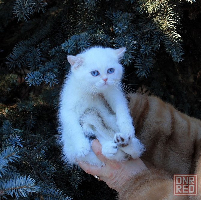 Синеглазка, Британская шиншилла в окнасе колор пойнт Макеевка - изображение 1