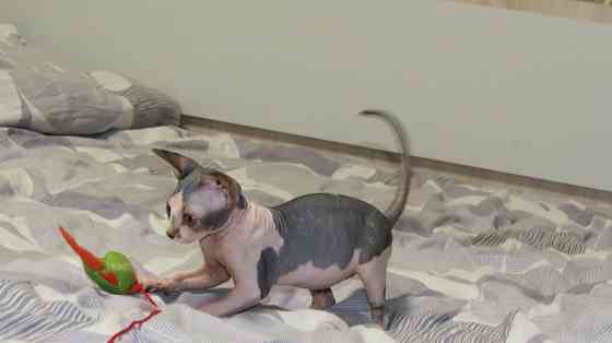 Сфинкс Донецк